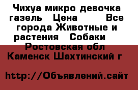 Чихуа микро девочка газель › Цена ­ 65 - Все города Животные и растения » Собаки   . Ростовская обл.,Каменск-Шахтинский г.